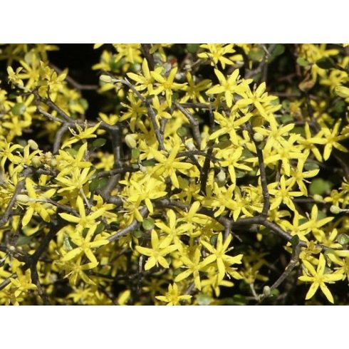 Corokia Cotoneaster  