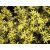 Corokia Cotoneaster  