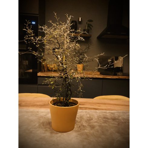 Corokia Cotoneaster  