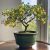 Corokia Cotoneaster  