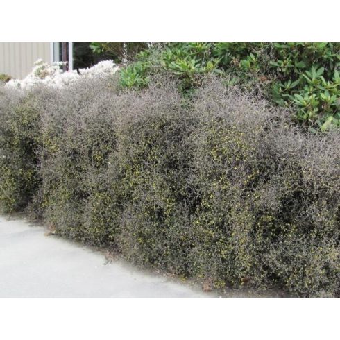Corokia Cotoneaster  
