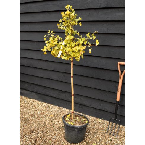 Ginkgo Biloba