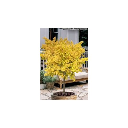 Ginkgo Biloba