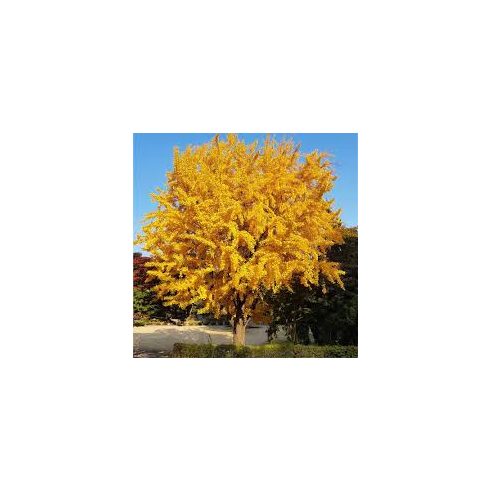 Ginkgo Biloba