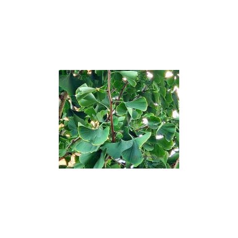 Ginkgo Biloba