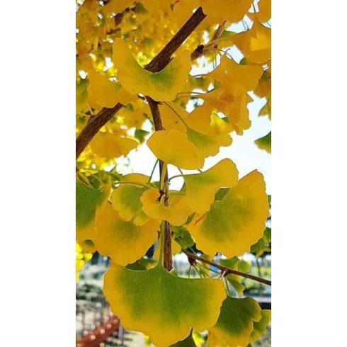 Ginkgo Biloba