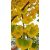 Ginkgo Biloba