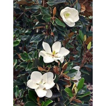   Örökzöld liliomfa 'Magnolia grandiflora Little Gem'