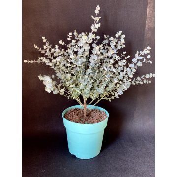 Eucalyptus gunnii ' Azura '