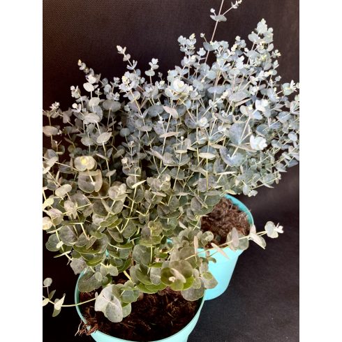 Eucalyptus gunnii ' Azura '