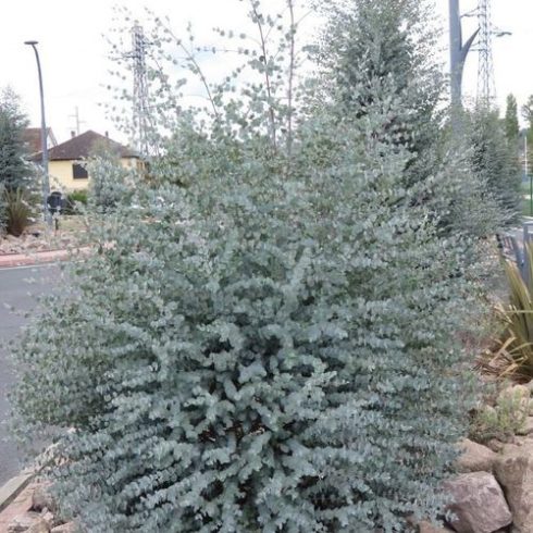 Eucalyptus gunnii ' Azura '