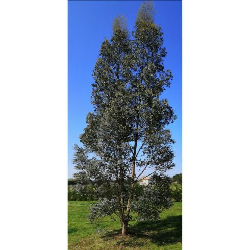 Eucalyptus gunnii ' Azura '