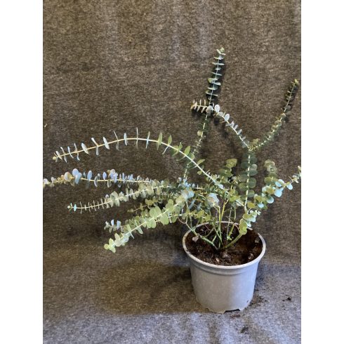 Eucalyptus pulverulenta 'Baby Blue'