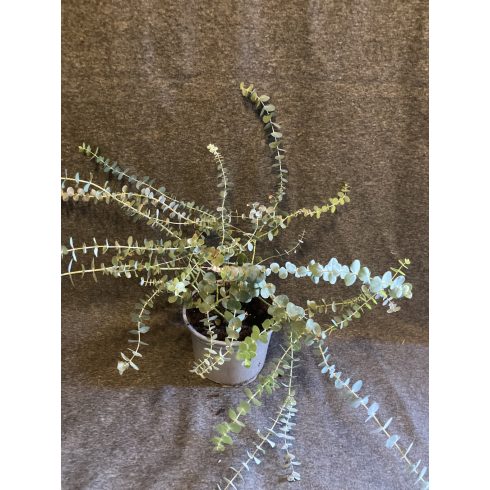 Eucalyptus pulverulenta 'Baby Blue'