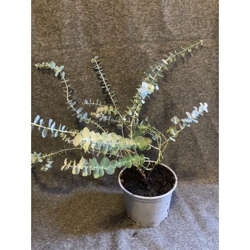 Eucalyptus pulverulenta 'Baby Blue'