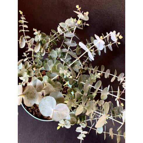 Eucalyptus pulverulenta 'Baby Blue'