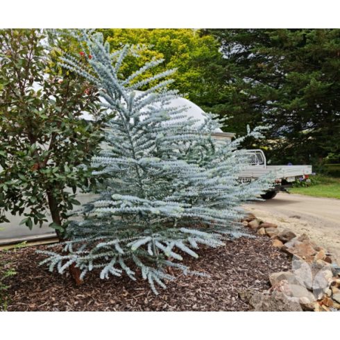 Eucalyptus pulverulenta 'Baby Blue'