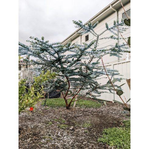 Eucalyptus pulverulenta 'Baby Blue'