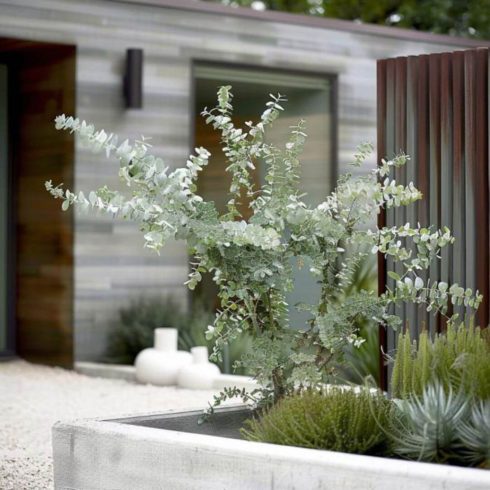 Eucalyptus pulverulenta 'Baby Blue'