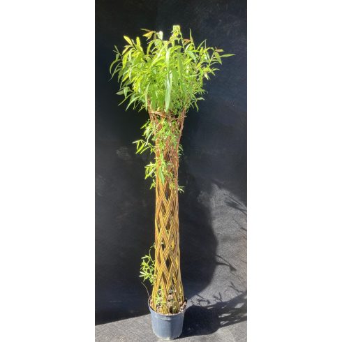 Amerikai fonott törzsű fűz (170 cm)