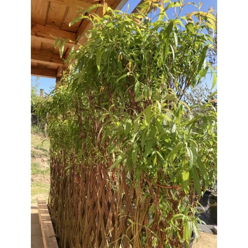 Amerikai fonott törzsű fűz (170 cm)