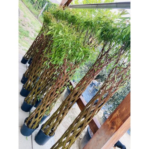 Amerikai fonott törzsű fűz (170 cm)