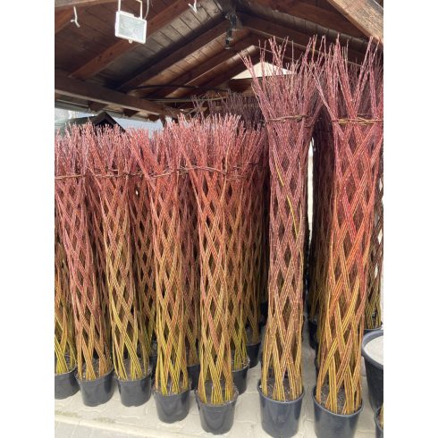 Amerikai fonott törzsű fűz (170 cm)