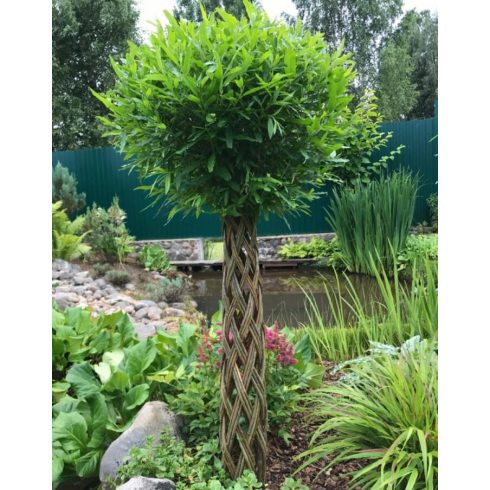 Amerikai fonott törzsű fűz (170 cm)