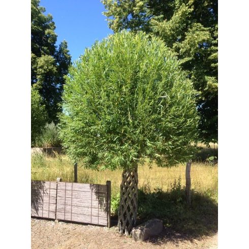 Amerikai fonott törzsű fűz (170 cm)