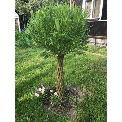 Amerikai fonott törzsű fűz (170 cm)