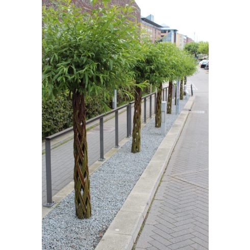 Amerikai fonott törzsű fűz (170 cm)