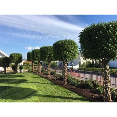 Amerikai fonott törzsű fűz (170 cm)