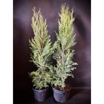 Oszlopos kék leylandii ciprus - Blue Jeans