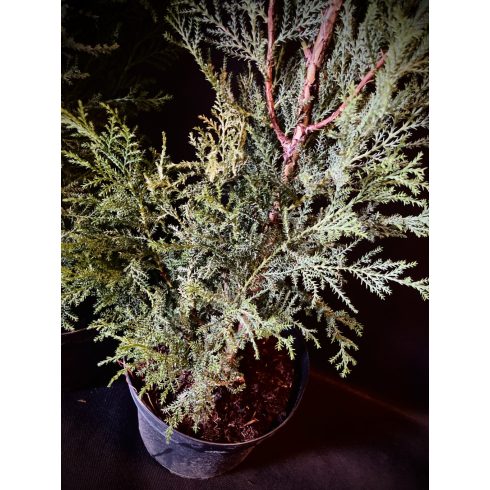 Oszlopos kék leylandii ciprus - Blue Jeans