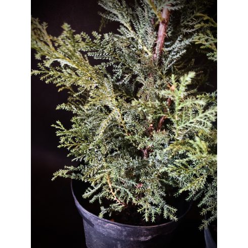 Oszlopos kék leylandii ciprus - Blue Jeans