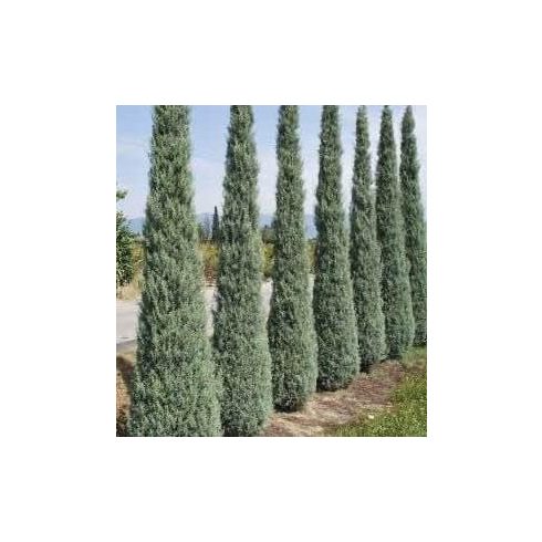 Oszlopos kék leylandii ciprus - Blue Jeans