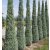 Oszlopos kék leylandii ciprus - Blue Jeans