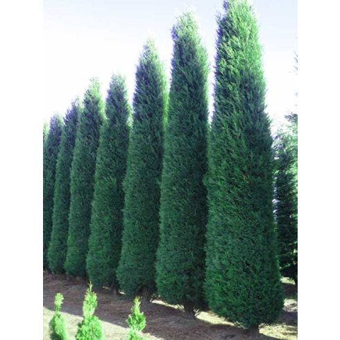 Oszlopos kék leylandii ciprus - Blue Jeans