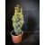 Arany oszlopos tiszafa -Taxus baccata 'David'