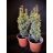 Arany oszlopos tiszafa -Taxus baccata 'David'