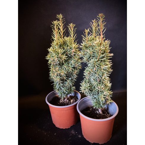 Arany oszlopos tiszafa -Taxus baccata 'David'