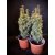 Arany oszlopos tiszafa -Taxus baccata 'David'