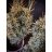 Arany oszlopos tiszafa -Taxus baccata 'David'