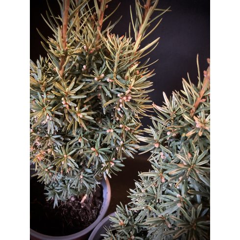 Arany oszlopos tiszafa -Taxus baccata 'David'