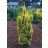 Arany oszlopos tiszafa -Taxus baccata 'David'