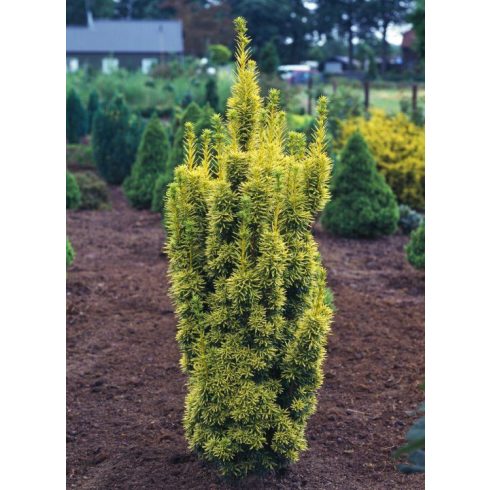 Arany oszlopos tiszafa -Taxus baccata 'David'
