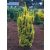 Arany oszlopos tiszafa -Taxus baccata 'David'