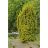 Arany oszlopos tiszafa -Taxus baccata 'David'