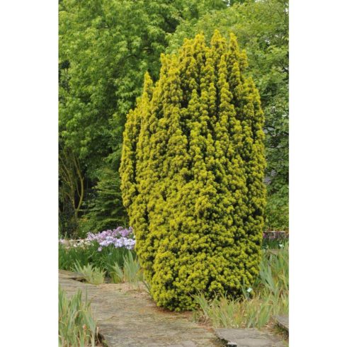 Arany oszlopos tiszafa -Taxus baccata 'David'