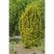 Arany oszlopos tiszafa -Taxus baccata 'David'